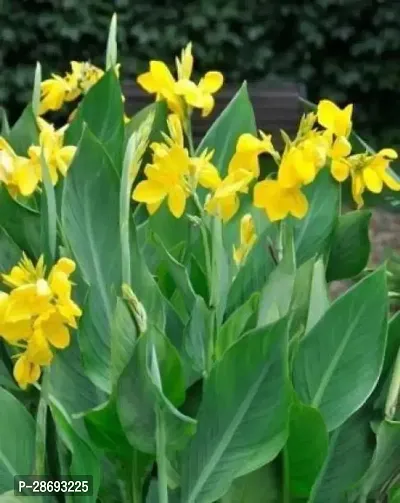 Baishnab Canna Lily Plant Canna Lily Plant-23-thumb0