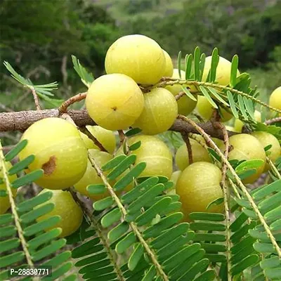 Baishnab  HybridAmla11 Amla Plant