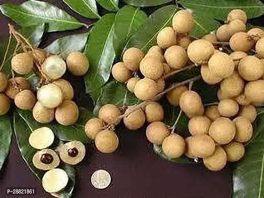 Baishnab  Longan lichi plant Litchi Plant-thumb0