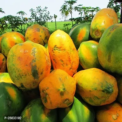 Baishnab Papaya Seed  50 PsNXX 229050PIECE