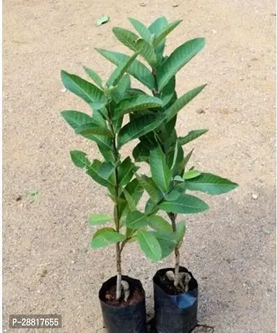 Baishnab  Guava Fruit Live Plant Guava Plant-thumb0