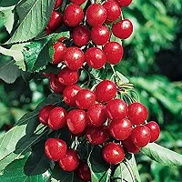 Baishnab Cherry Fruit Plant Live Dark Red SweetSour Cherry Delicious Healthy Fruit Plant For Home Garden - Healthy Live 1 Plant-thumb2