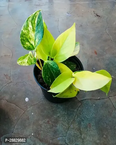 Baishnab  Money Plant CF0010511 Money Plant