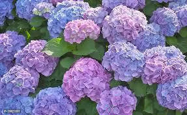 Baishnab  Pennymac hydrangea flower plant CFO480