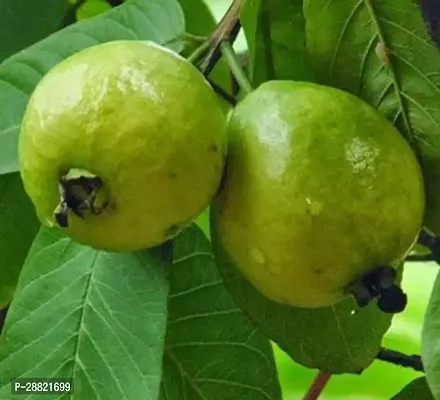 Baishnab  Amrood desi guava Guava Plant-thumb0