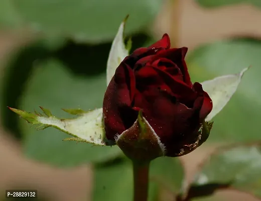 Baishnab  Unique Black Rose Plant CF800531 Rose P-thumb0