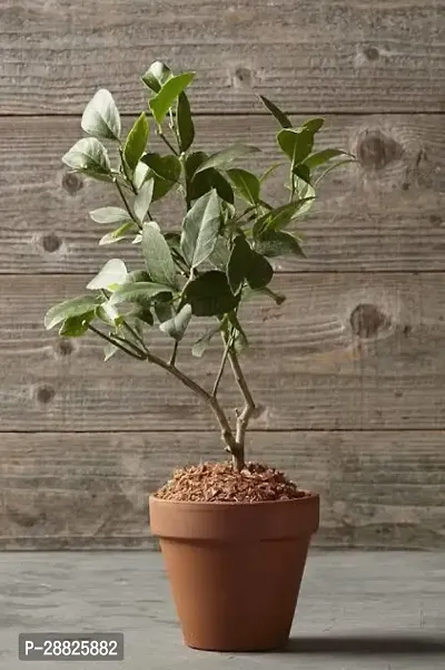 Baishnab  mm101 Lemon Plant