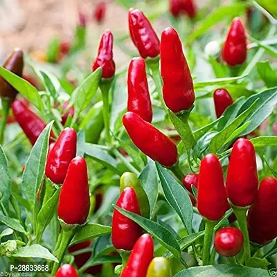 Baishnab chilli seed 300 ps mmuAfrican Bird Eye Chilli Kanthari MulakuThai Pepper30PIECE-thumb0