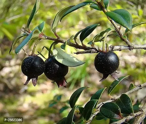 Baishnab  Black Guava Amrud  Plant Guava Plant-thumb0