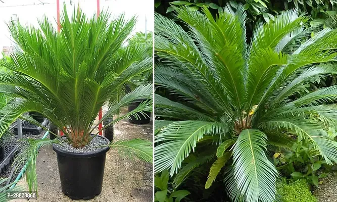 Baishnab  Cycas Revoluta Plant Live Plant CF081 C