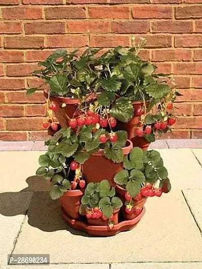 Baishnab Strawberry Plant STRAWBERRY W1