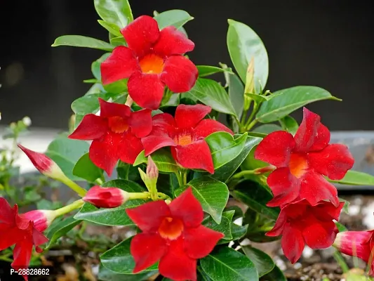 Baishnab  MANDEVILLEAAMAR4390RED Mandevilla Plant-thumb0