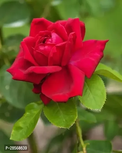 Baishnab Rose Plant Rose Flower Live Plant PG08-thumb0