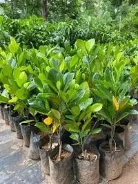 Baishnab Jackfruit Plant Mijar Giant Jackfruit-thumb1