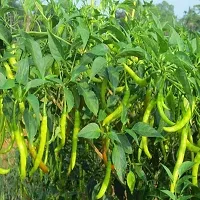 Baishnab Chuili seed x 50psF1 Hybrid Rare Thai Red Chilli Hot Pepper Seeds50PIECE-thumb1