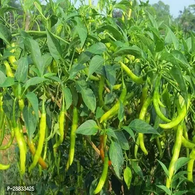 Baishnab Chuili seed x 50psF1 Hybrid Rare Thai Red Chilli Hot Pepper Seeds50PIECE-thumb2