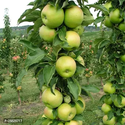 Baishnab  Green Apple Plant a45 Apple Plant