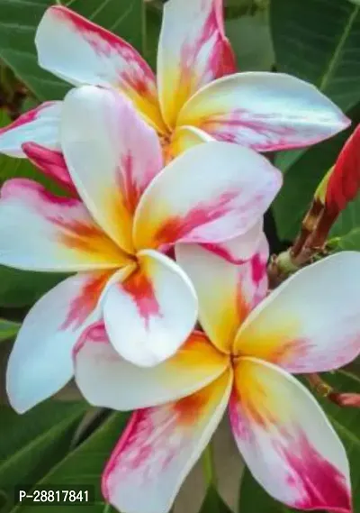 Baishnab  Champa Flower Plant K019 Plumeria Plant-thumb0