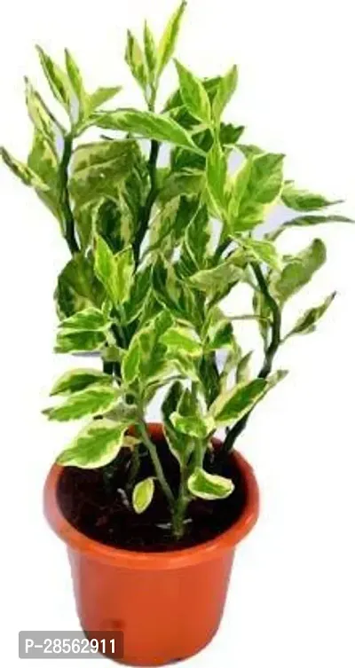 Baishnab Pedilanthus Plant Pedilanthus Plant With Pot-thumb0