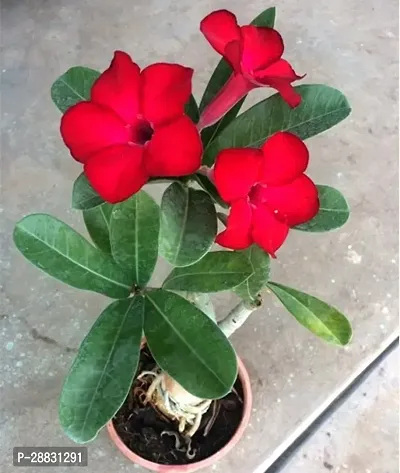 Baishnab  AdeniumHybrid PlantGrafted0143 Adenium-thumb0