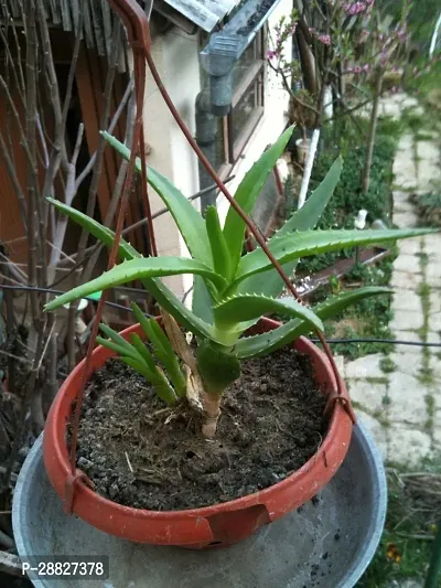 Baishnab  Aloe Vera Plant CF00088 Aloe Vera Plant