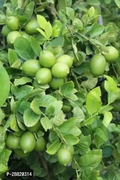 Baishnab  LEMON PLANT 1 Lemon Plant-thumb0