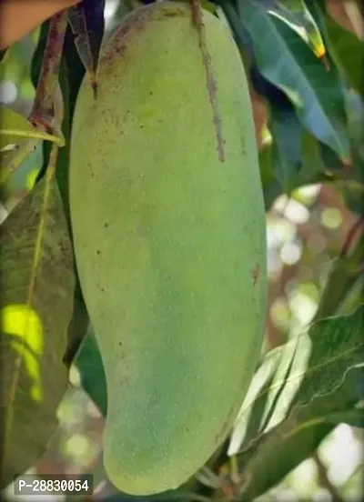 Baishnab  Hybrid Rare Pilipino Mango Live Plant Ph-thumb0