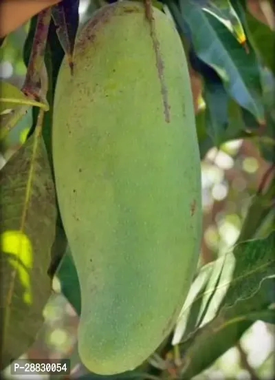 Baishnab  Hybrid Rare Pilipino Mango Live Plant Ph