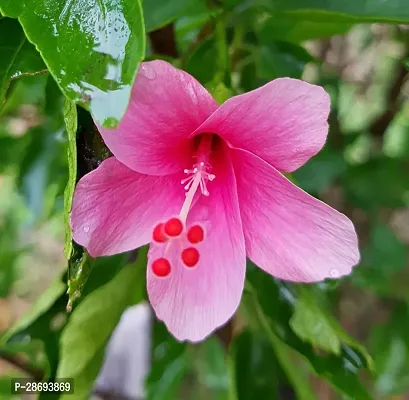 Baishnab Hibiscus Plant Small pink Hibiscus Plant