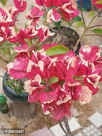 Baishnab  bl11 Bougainvillea Plant