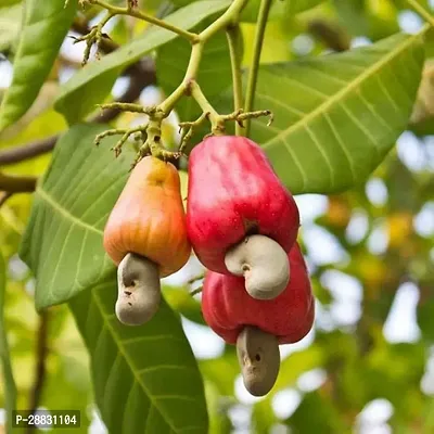 Baishnab  CASHEW21 Cashew Apple Plant-thumb0