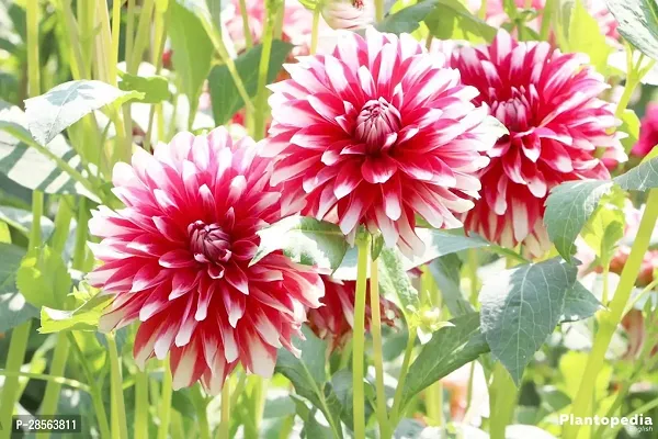 Baishnab Dahlia Plant DAHLIA PLANT-thumb0