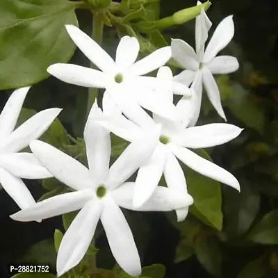 Baishnab  Jasmine Plant5 Jasmine Plant-thumb0