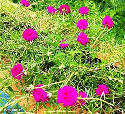 Baishnab Portulaca Plant Gardens Live 9 O ClockPortulaca Pink Flower 1 Healthy Live Plant With Plastic Bag-thumb0