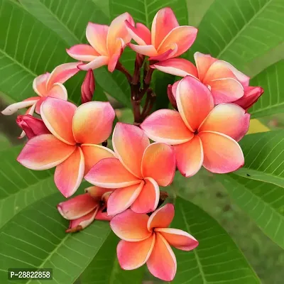 Baishnab  Plumeria Flower red white Live Plant CF7