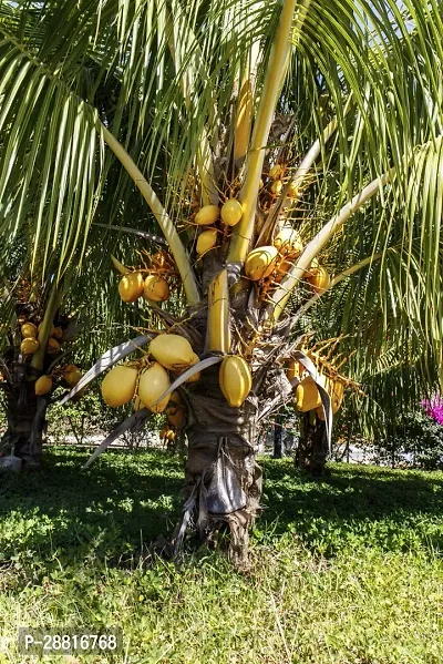 Baishnab  Dwarf Coconut plim plant0123 Coconut