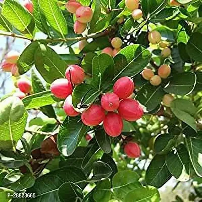 Baishnab  Karomcha plant Cherry Fruit Plant