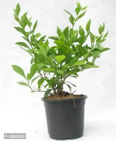 Baishnab Duranta Plant Green Duranta Plant-thumb0