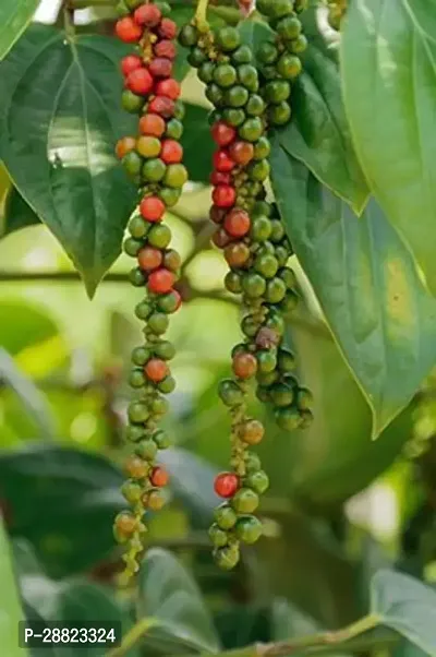 Baishnab  Black Pepper Plant 01 Black Pepper Plant-thumb0