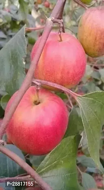 Baishnab  Ber Apple Plant 215 Ber Apple Plant