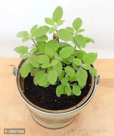 Baishnab  GLBANTOJ406 Tulsi Plant-thumb0