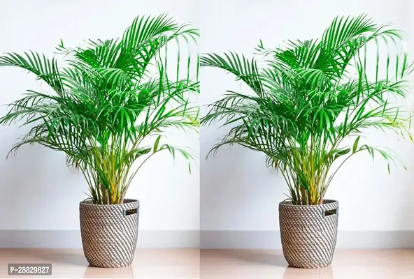 Baishnab  Areca Palm AKE001 Areca Palm