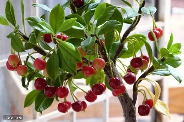 Baishnab  Live cherry fruit plant5 Cherry Fruit Pl