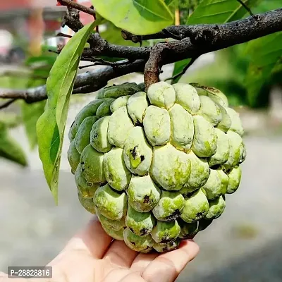 Baishnab  Custard Apple Live Plant Disha200101 C-thumb0