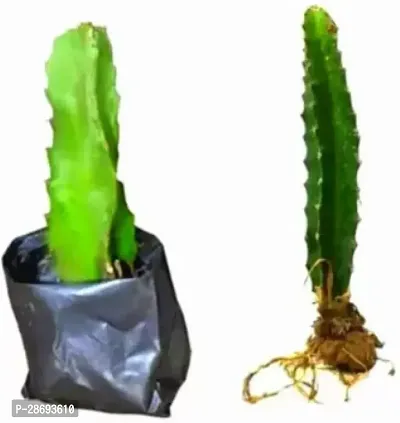 Baishnab Dragon Tree Dragon Tree(Hybrid, Pack of 1)-thumb0