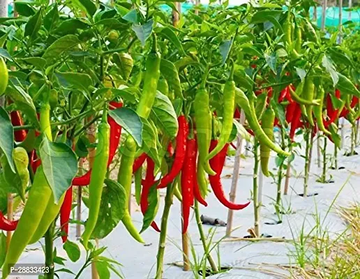 Baishnab w 55C25  BEST SELLER FARMER CHOICE PREMIUM 100 percent GERMINATION 200 SEEDS OF F1 HYBRID  CHILLIMIRCHI OR MIRCH.200PIECE