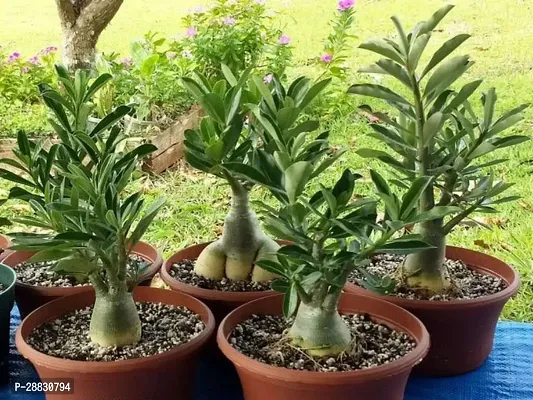 Baishnab  Hydrid Adenium plant 11 Adenium Plant