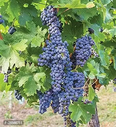 Baishnab Grapes Plant Muscat Blue Grapes-thumb0