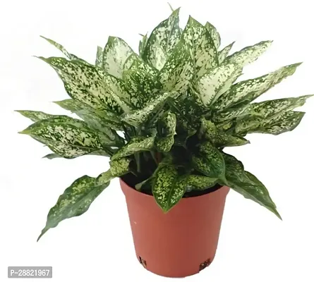 Baishnab  Snow White  Aglaonema  Chinese Evergree-thumb0