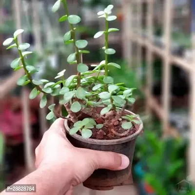 Baishnab  BGHYT1 Jade Plant-thumb0